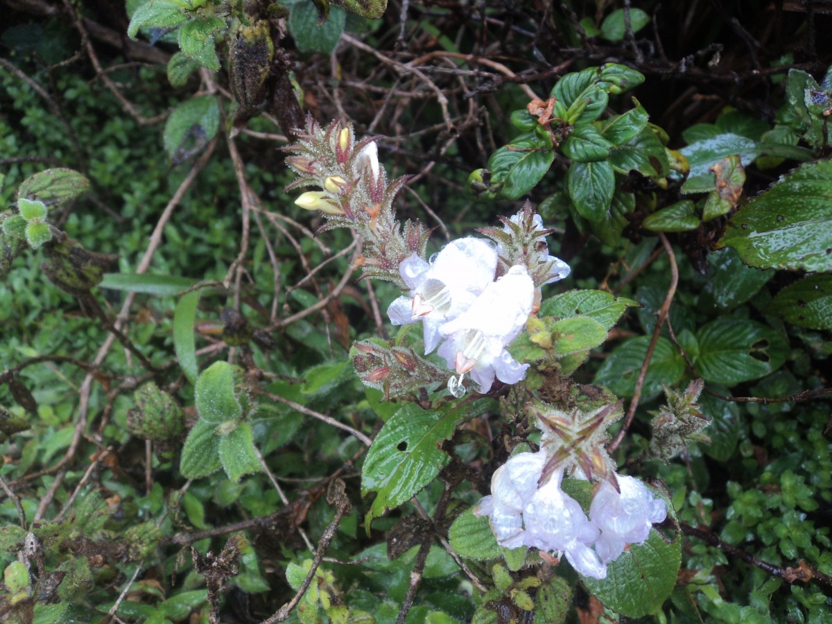 Strobilanthes viscosa (Arn. ex Nees) T.Anderson